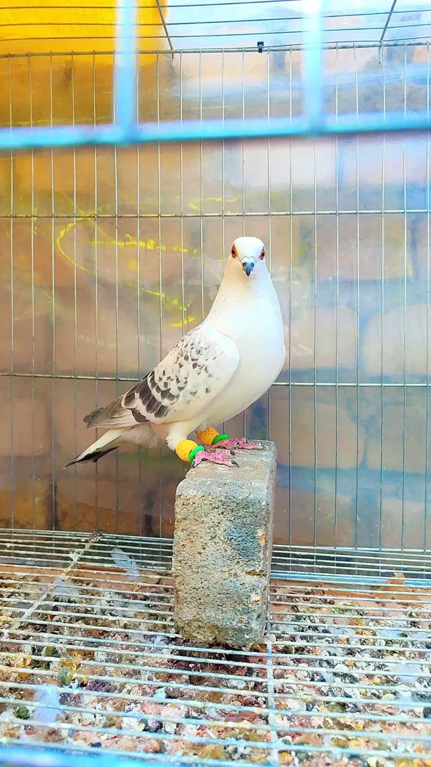 شامی و کرمونی وساده و سوسکی وکله دم سرخ و زرد ماده|پرنده|مشهد, هفده شهریور|دیوار