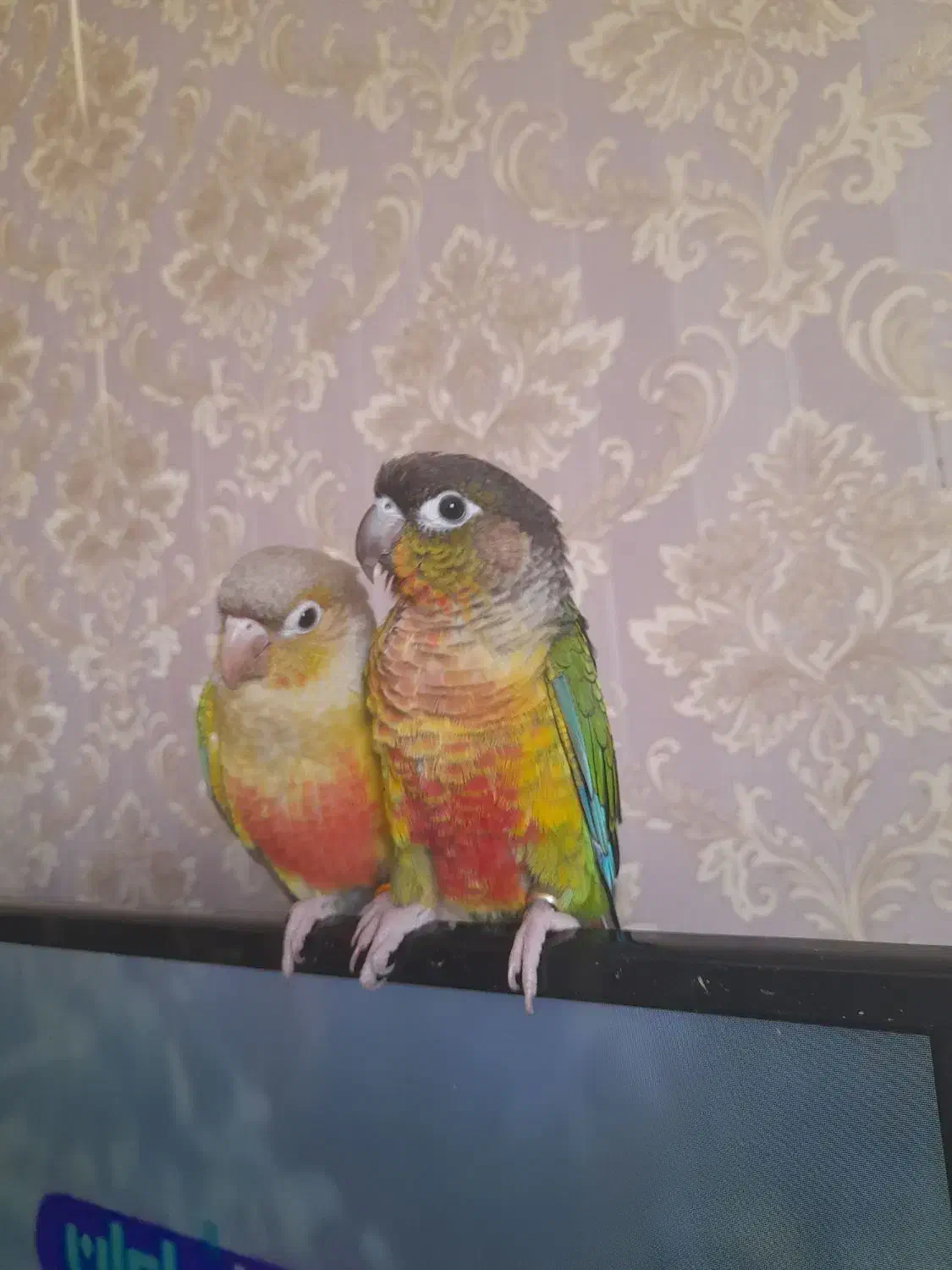 گرینچیک گمشده|پرنده|باغستان, |دیوار