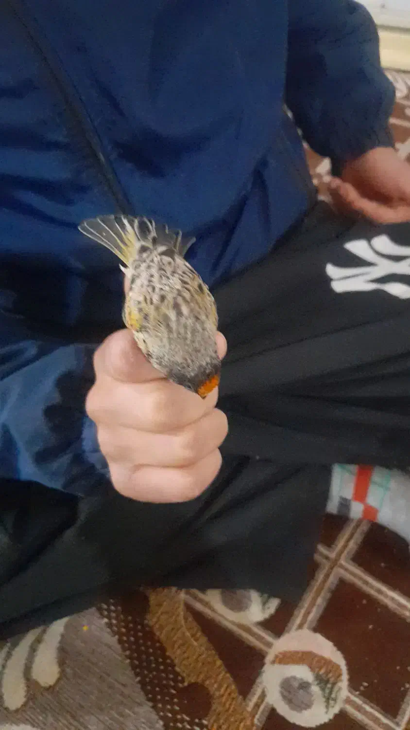 سهر دهن دار|پرنده|دورود, |دیوار