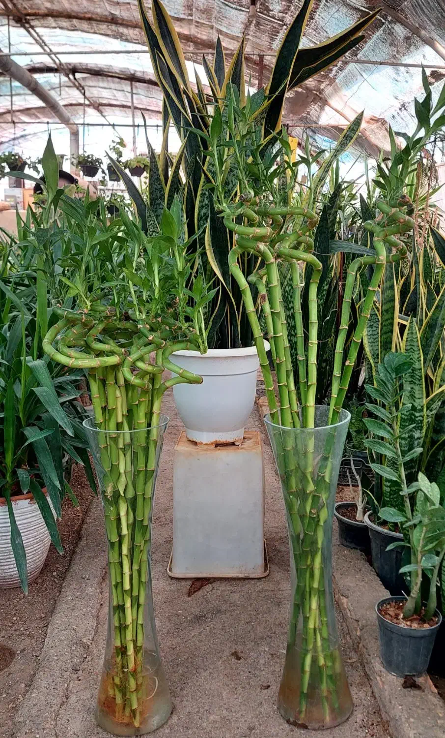 بامبو شیشه کودماهی|گل و گیاه طبیعی|قم, خداکرم|دیوار