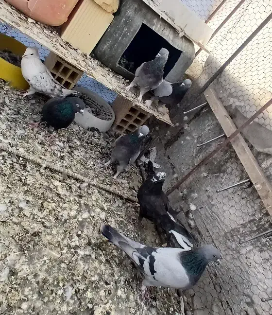 کبوتر پر قدیمی|پرنده|سامان, |دیوار