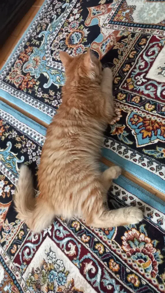 گربه|گربه|تالش, هشتپر|دیوار