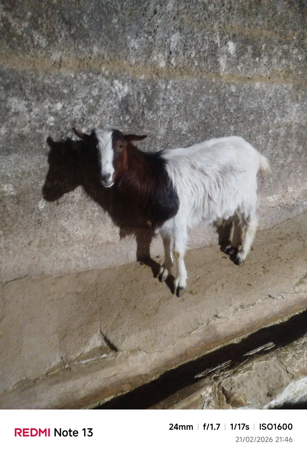 دوعددبز|حیوانات مزرعه|شیرین‌سو, |دیوار