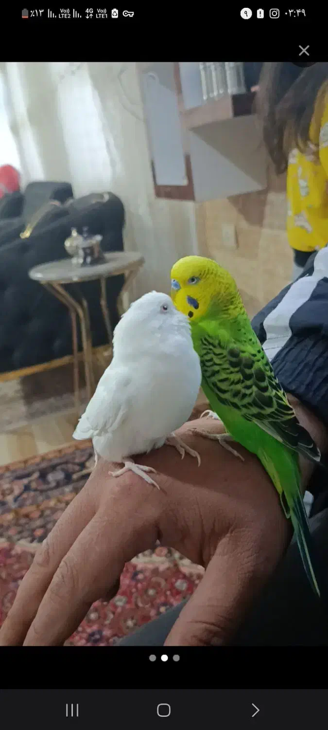 مرغ عشق|پرنده|مشگین شهر, |دیوار