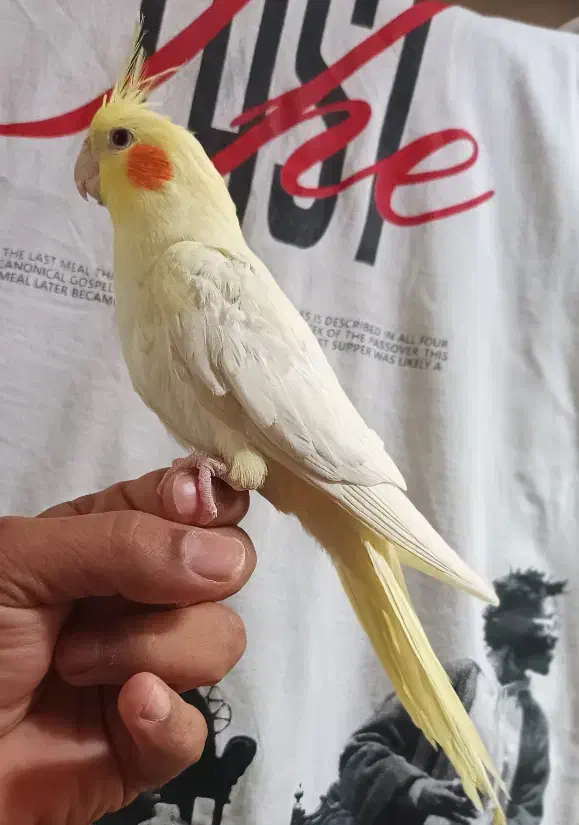 عروس هلندی سخنگو|پرنده|شیراز, پودنک|دیوار