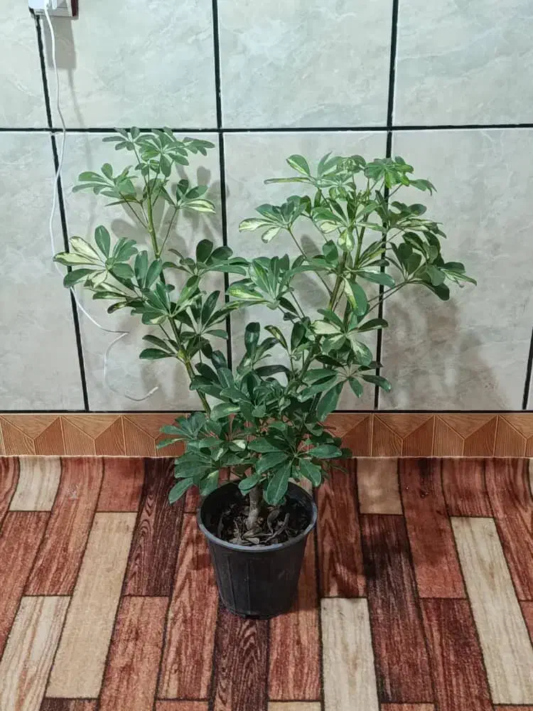 شفلرا طلایی|گل و گیاه طبیعی|ایذه, |دیوار