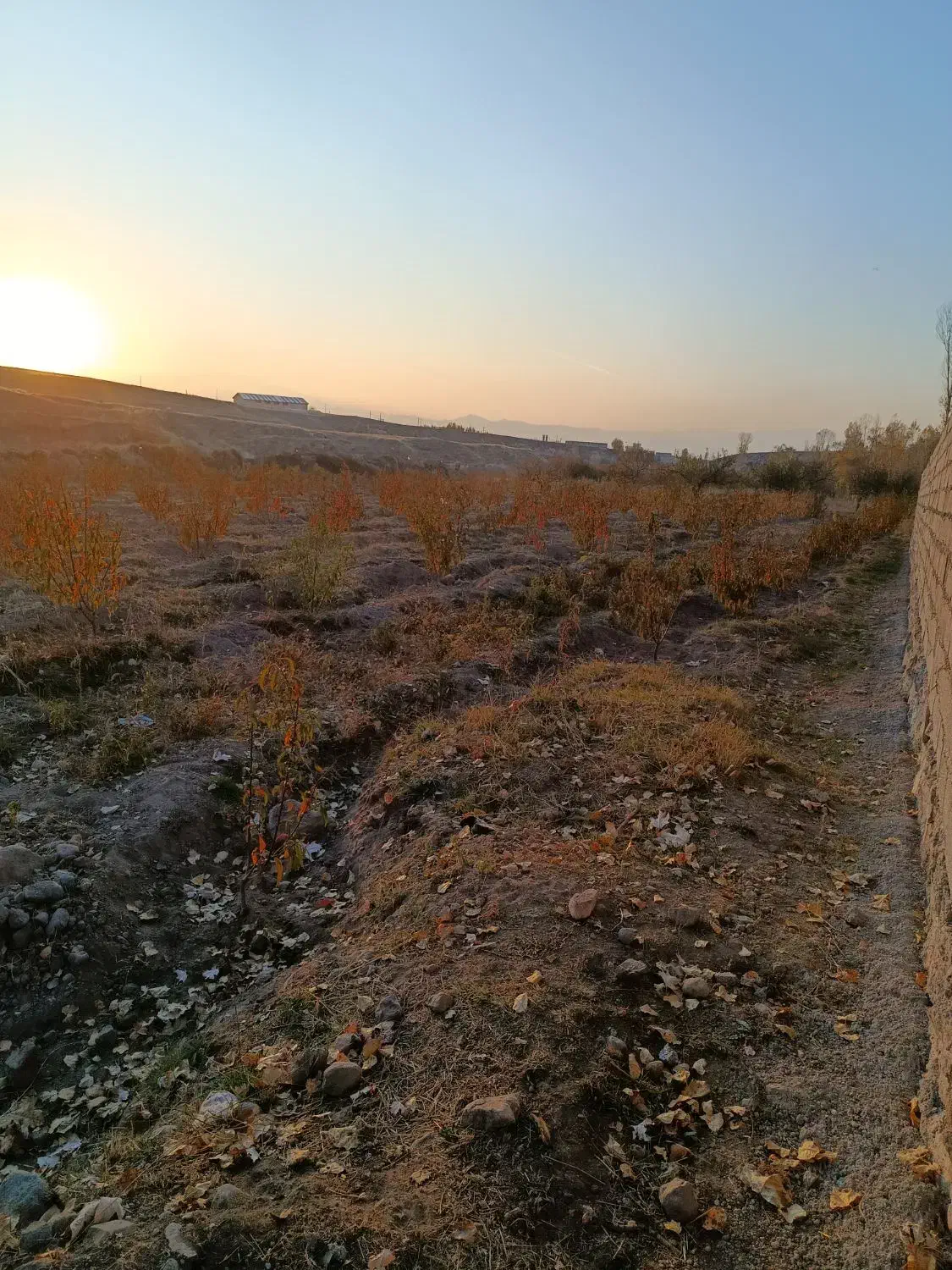 باغ شلیل سه ساله|فروش دفتر صنعتی، کشاورزی، تجاری|مشگین شهر, |دیوار