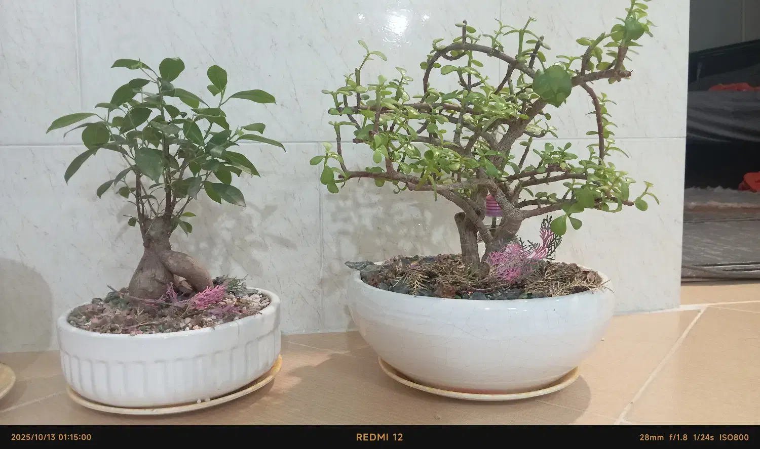 بونسای ،جاودان|گل و گیاه طبیعی|اراک, |دیوار
