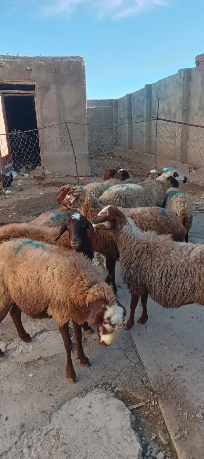 میش ابستن|حیوانات مزرعه|کلیائی, |دیوار