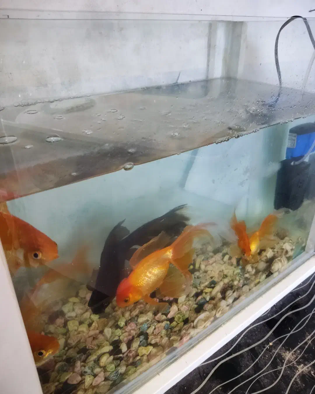 فروش ماهی بزرگ با آکفاریوم|ماهی|بندرعباس, |دیوار