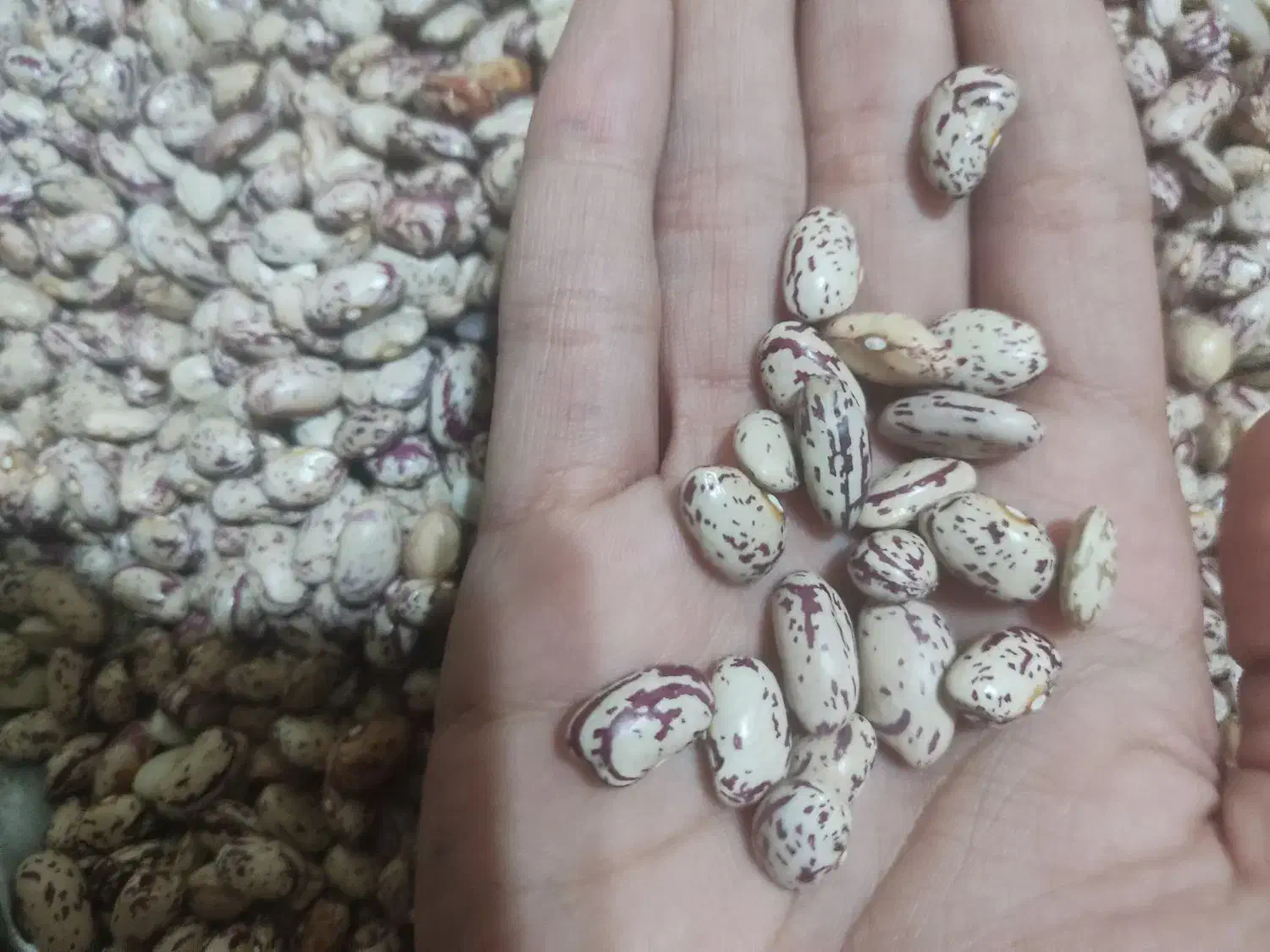 لوبیا چیتی|خوردنی و آشامیدنی|تهران, بلورسازی|دیوار