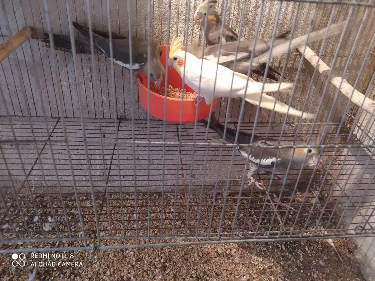 عروس هلندی دوکت و مولد و معاوضه|پرنده|رشت, حومه رشت|دیوار