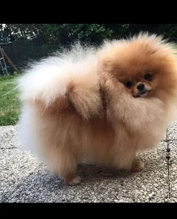 توله 65روزه پامرانین اصل عکس گویایه همه چی هست|سگ|مشهد, وکیلآباد|دیوار