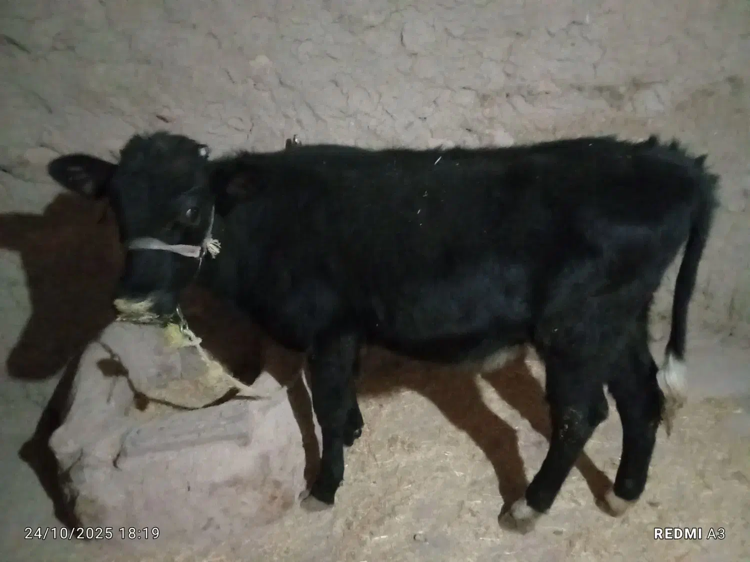 گوساله هلندی|حیوانات مزرعه|کوهدشت, |دیوار