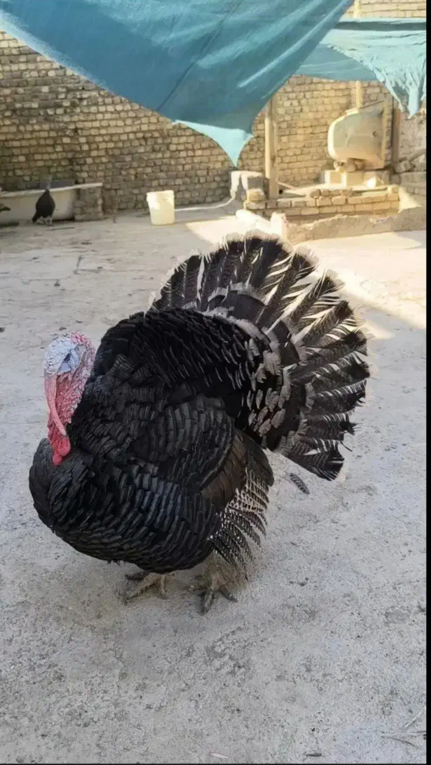 بوقلمون بالق برنز|حیوانات مزرعه|دهق, |دیوار