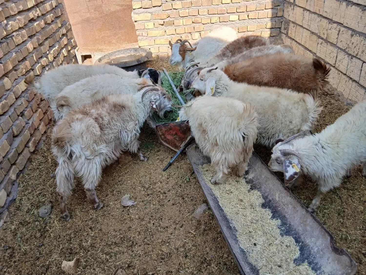 بزوکره|حیوانات مزرعه|رفسنجان, |دیوار