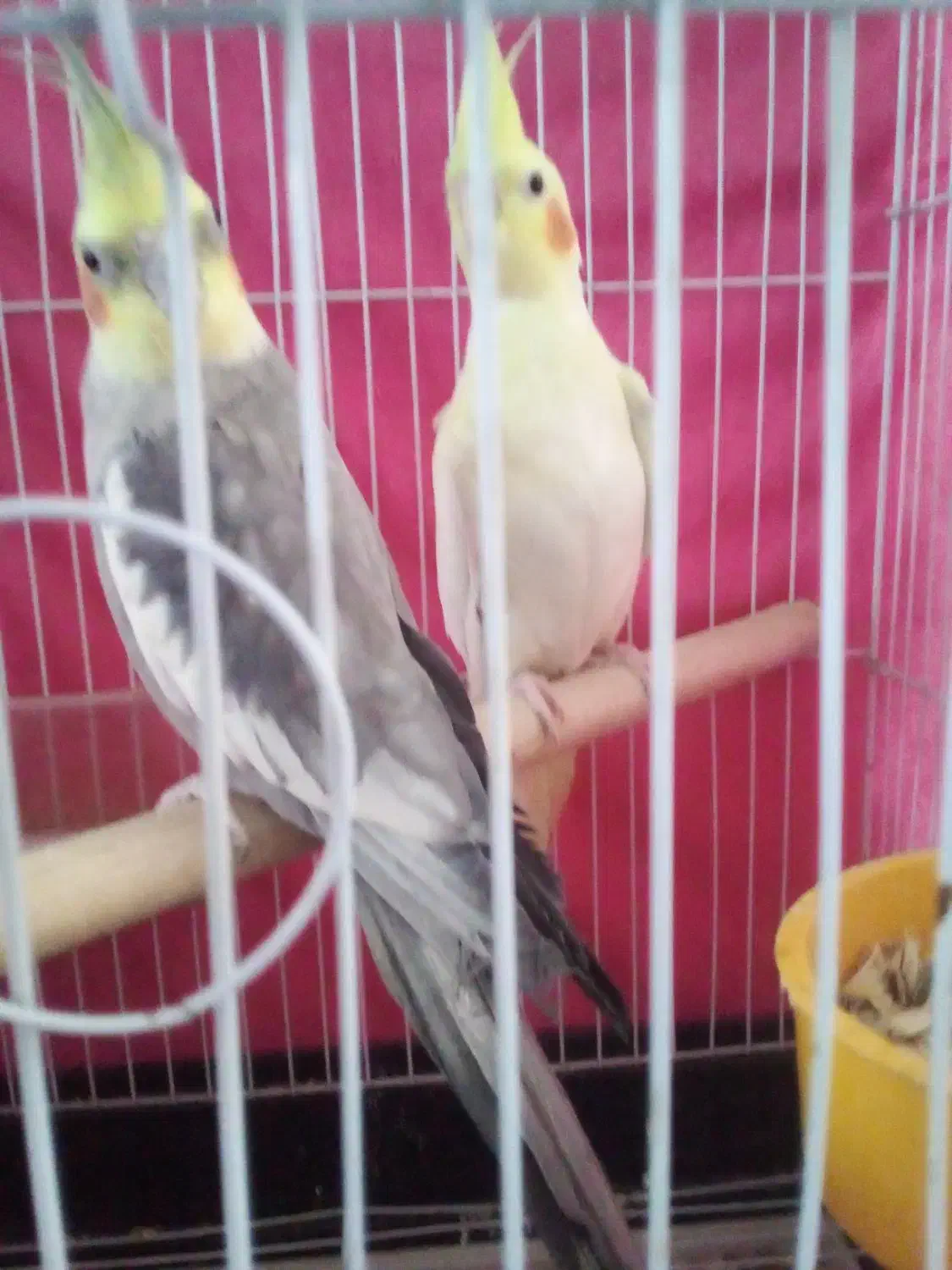 عروس هلندی|پرنده|کرمان, |دیوار