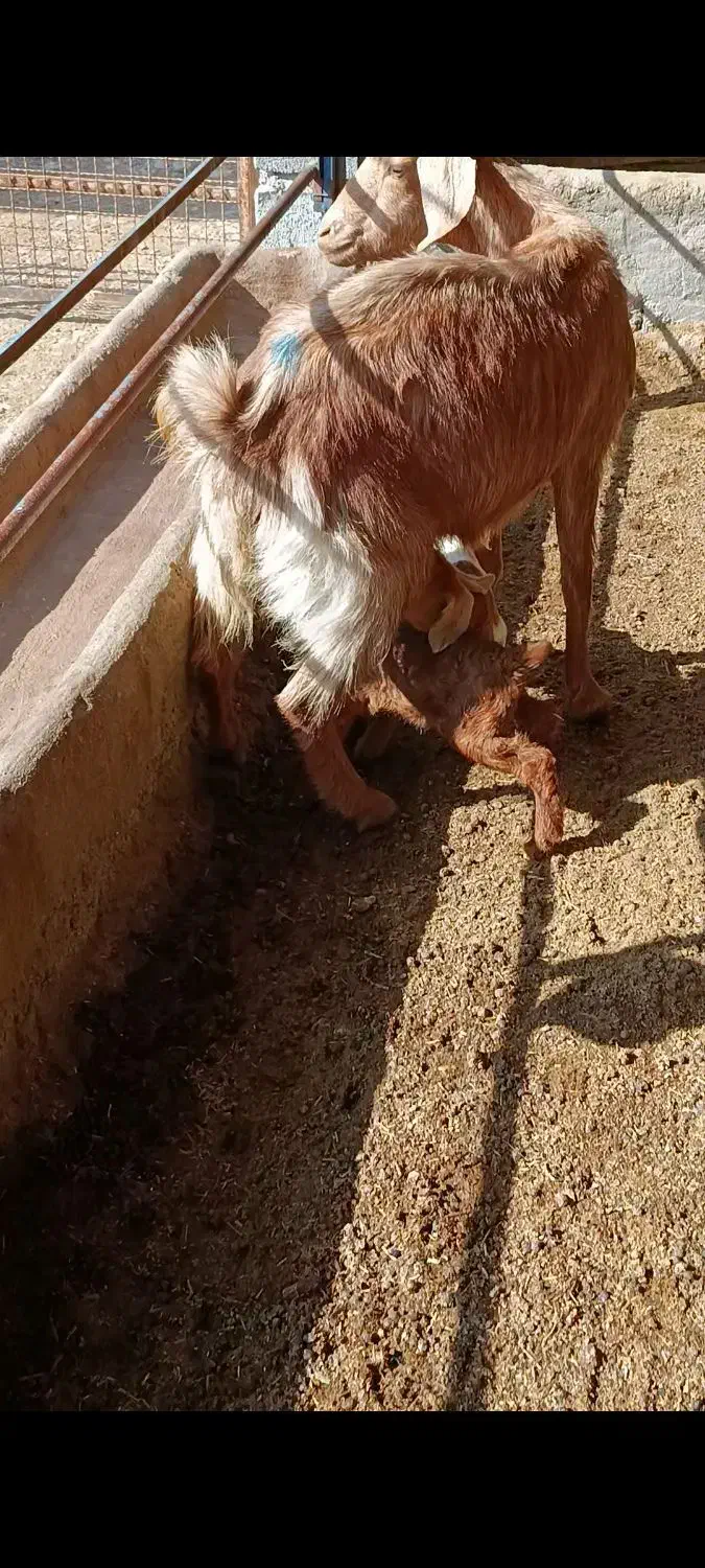 بز نجدی|حیوانات مزرعه|بهبهان, |دیوار