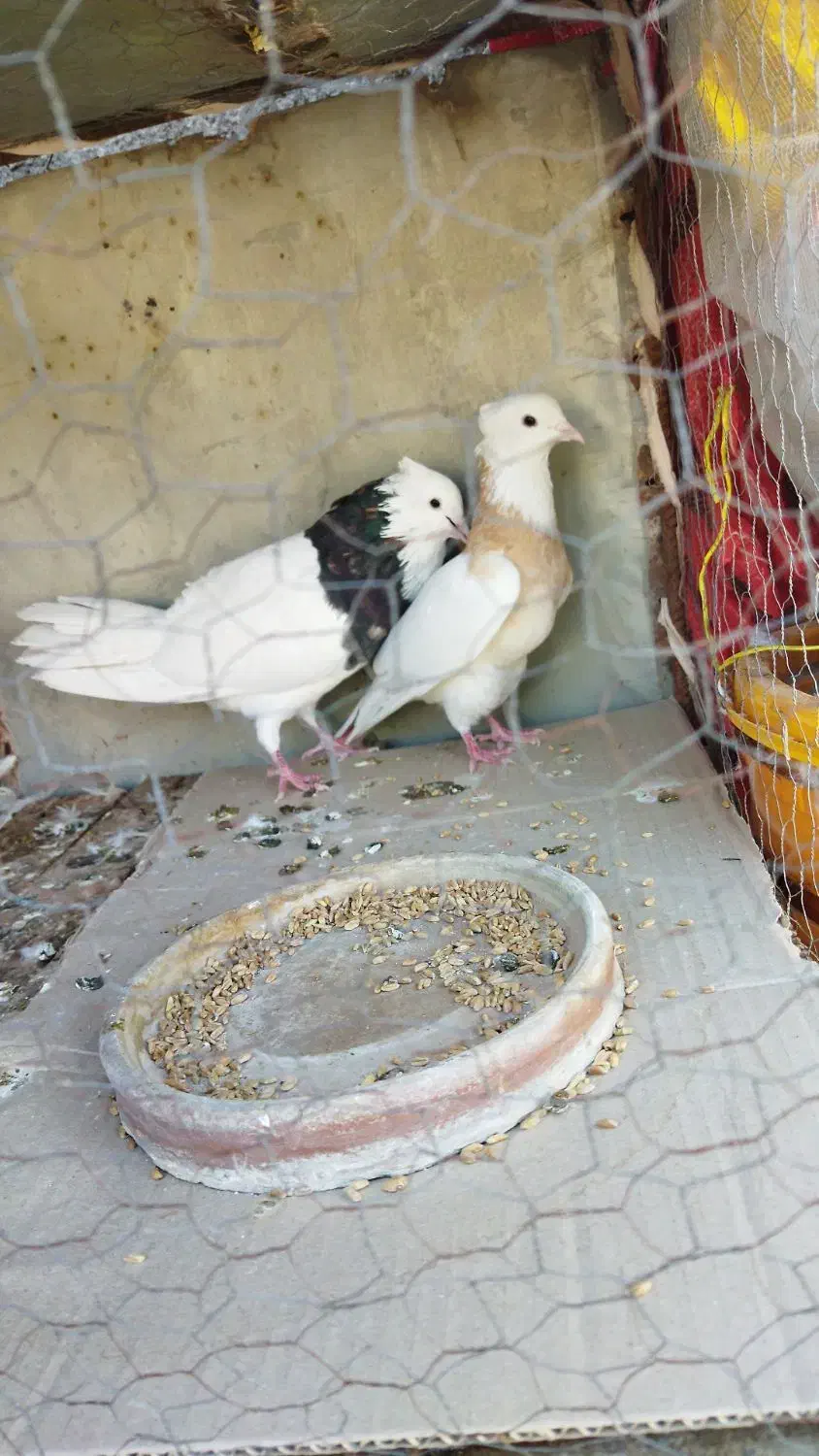 کبوتر طوقی|پرنده|دره شهر, |دیوار