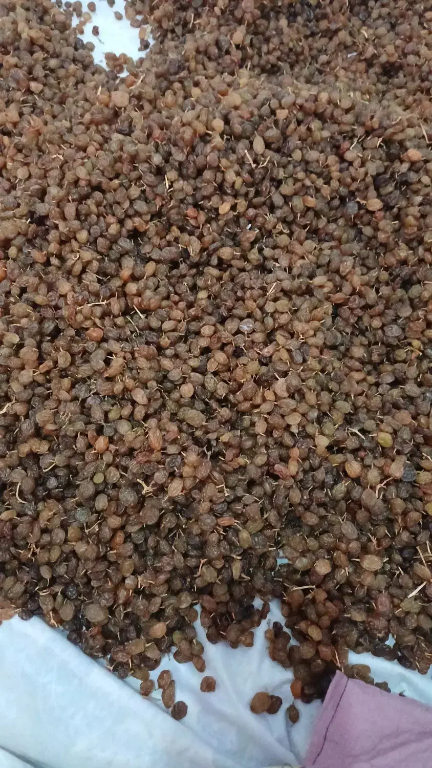 کشمش|خوردنی و آشامیدنی|کرج, خرمدشت|دیوار