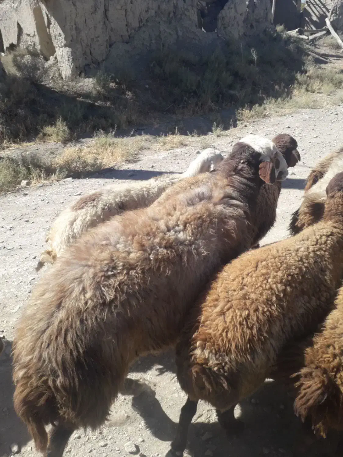 قوچ|حیوانات مزرعه|شراء, |دیوار