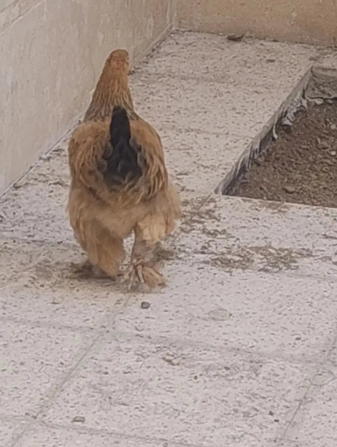 فروش مرغ|پرنده|یزدان شهر, |دیوار