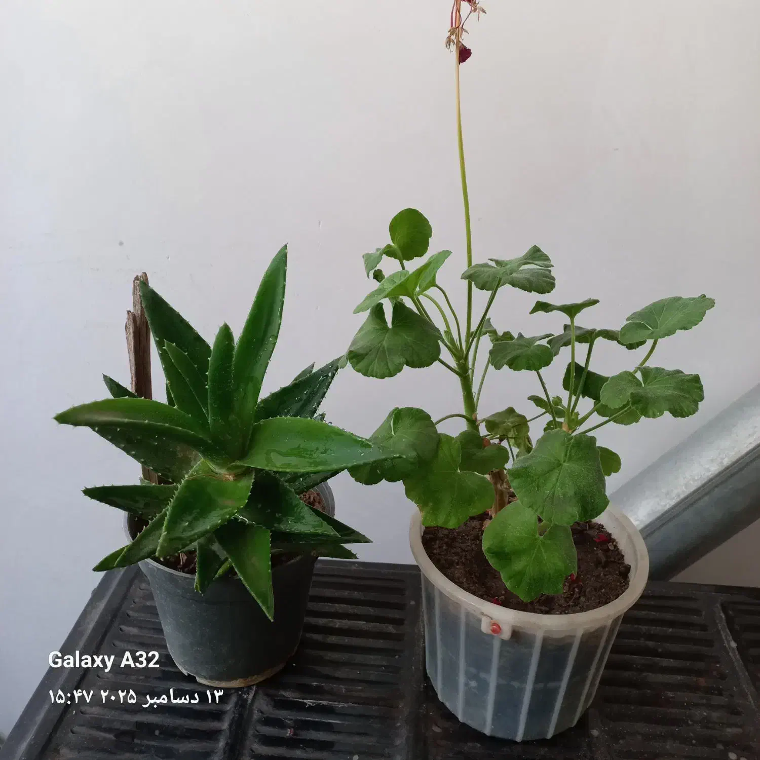 گلدونی اسباب بازی|اسباب‌‌بازی|تبریز, |دیوار