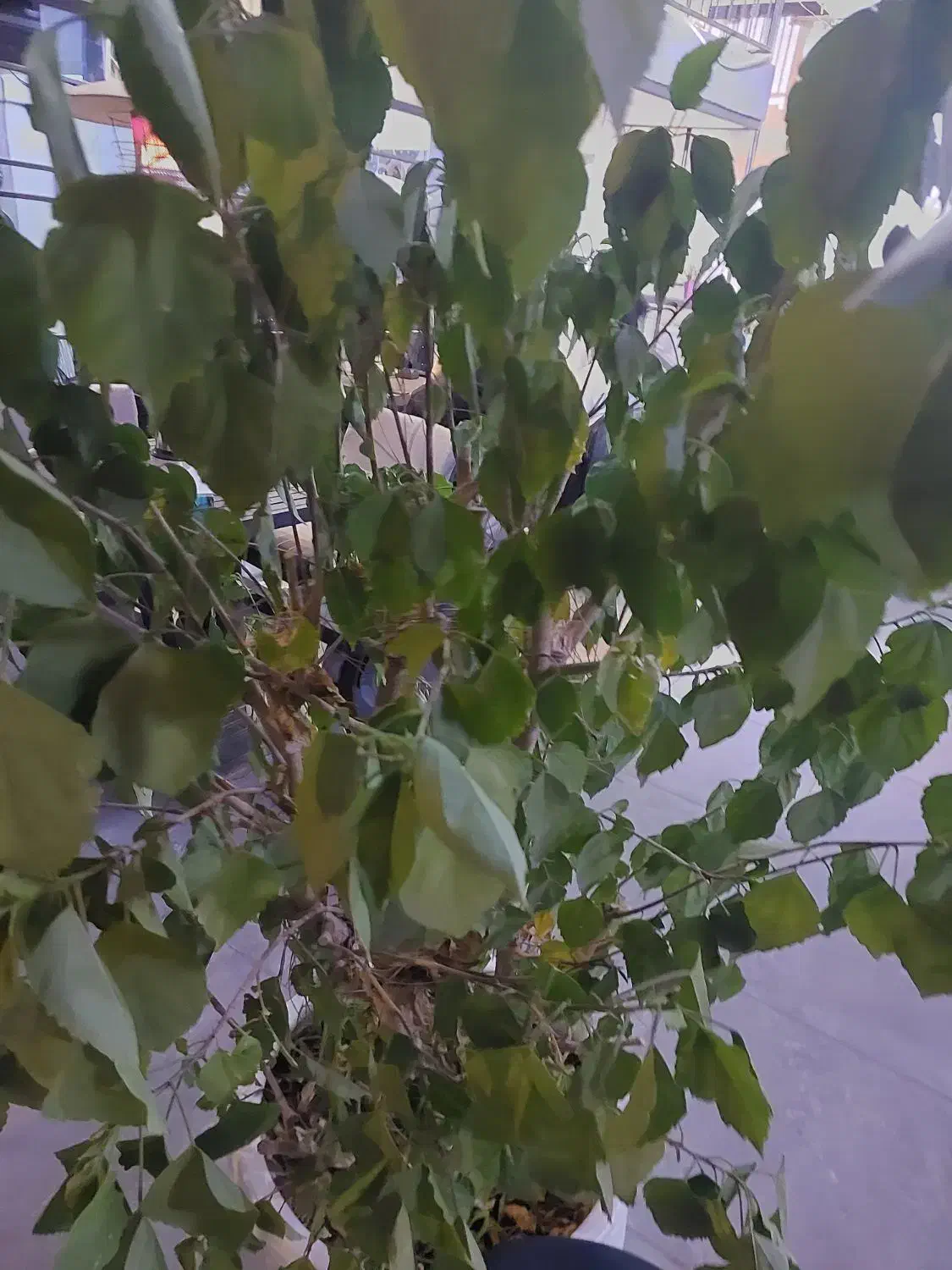 استقدام نیروی خدماتی|استخدام خدمات فروشگاه و رستوران|یاسوج, |دیوار