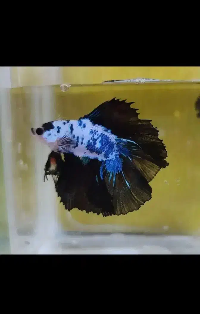 فایتر هافمون بتا|ماهی|لنجان, |دیوار