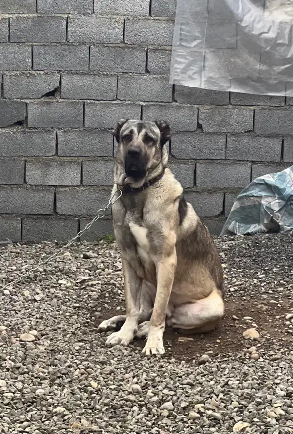 سرابی نر ۱۳ ماهه ۲۴ عیار اصیل خالص|سگ|آمل, |دیوار