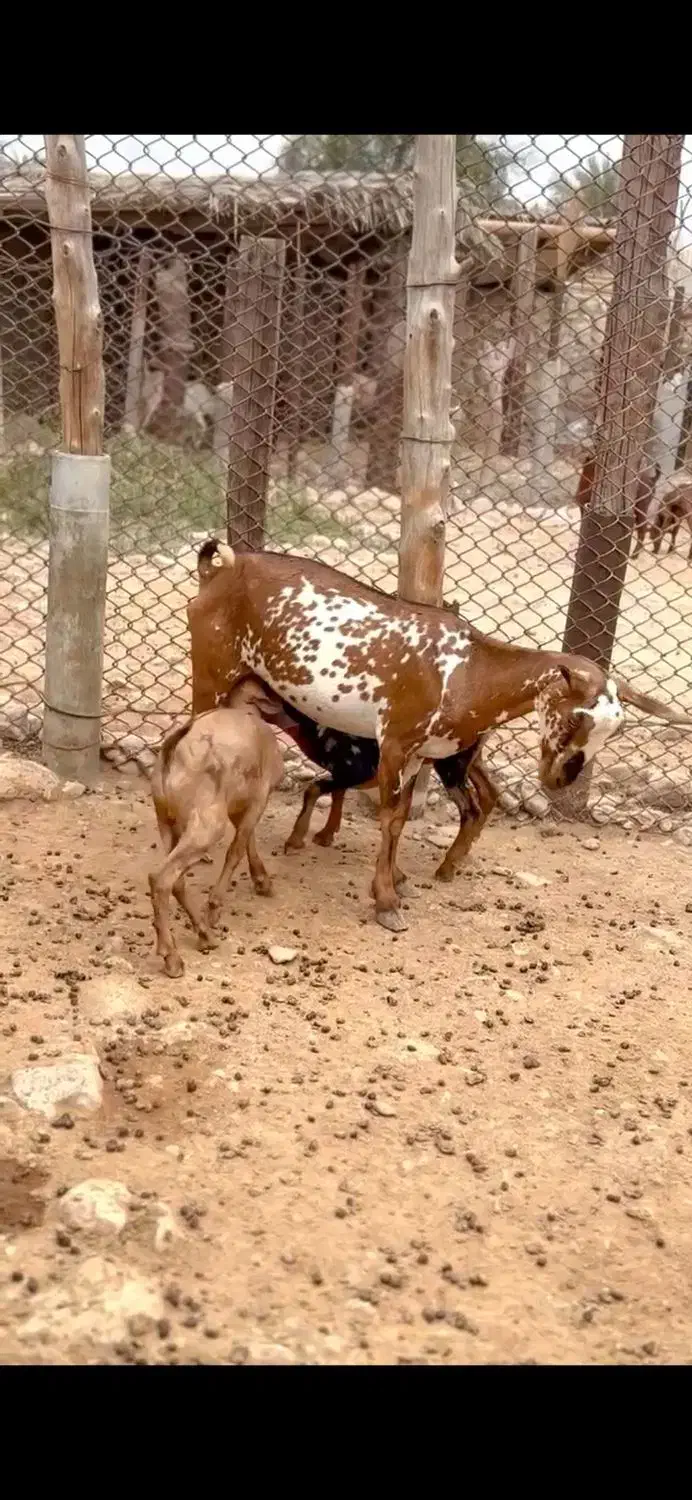 ذات ناب|حیوانات مزرعه|همدان, |دیوار