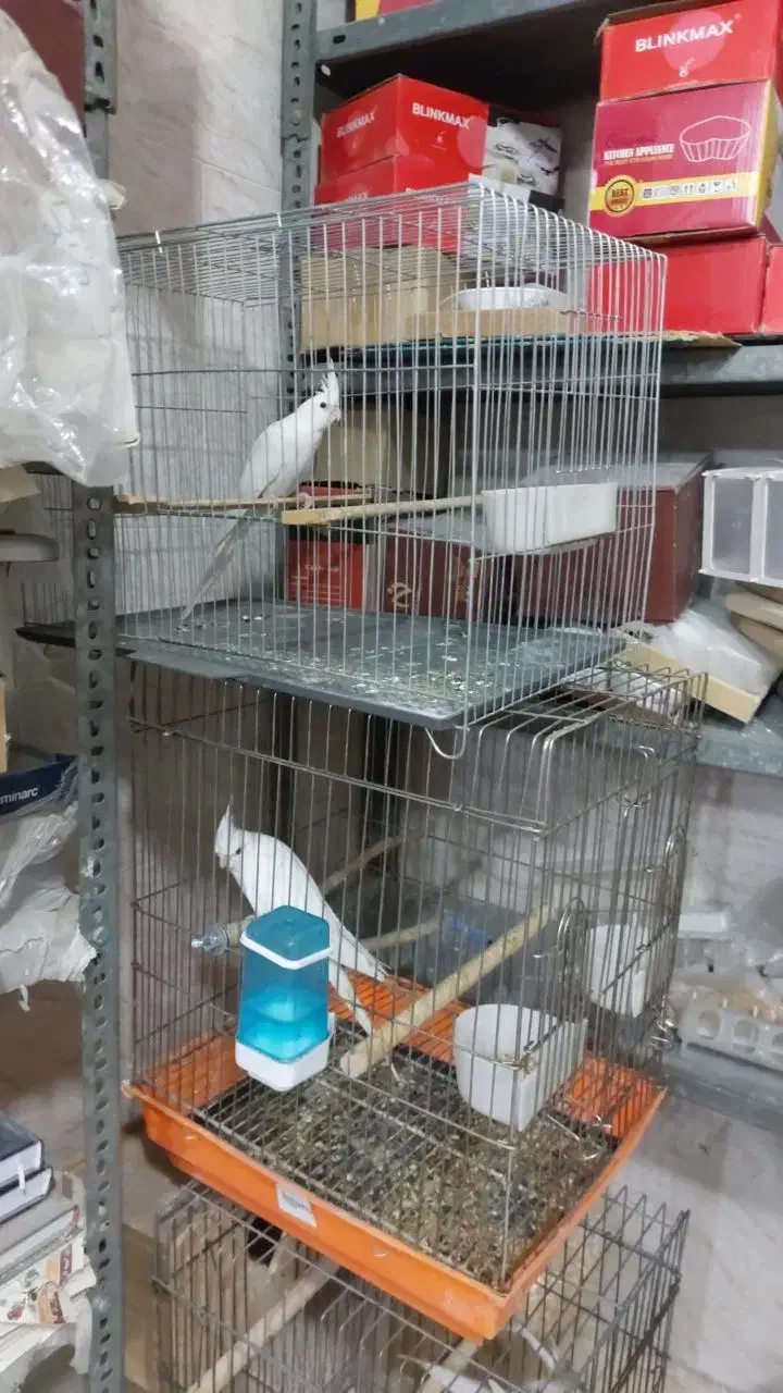 عروس هلندی البینو|پرنده|باغستان, |دیوار