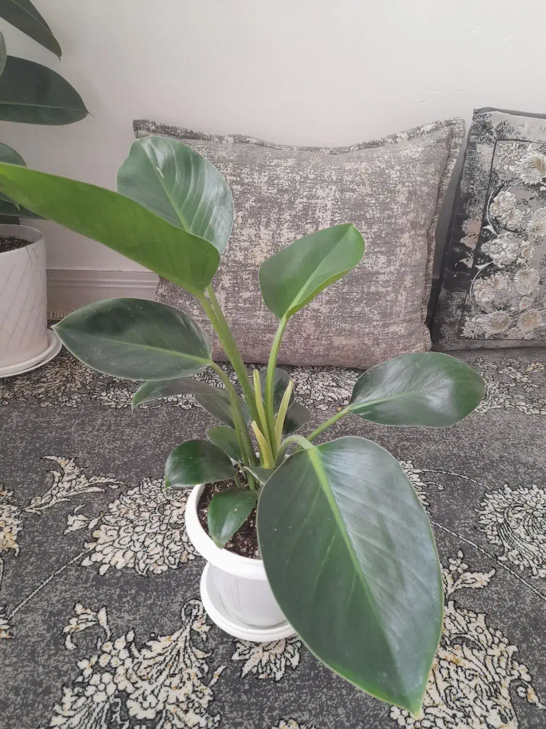 سرحال و شاداب گل|گل و گیاه طبیعی|سبزوار, فیاض|دیوار