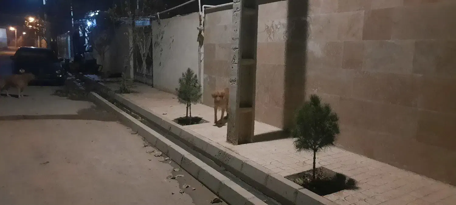 پیدا شده|سگ|بوئین زهرا, |دیوار