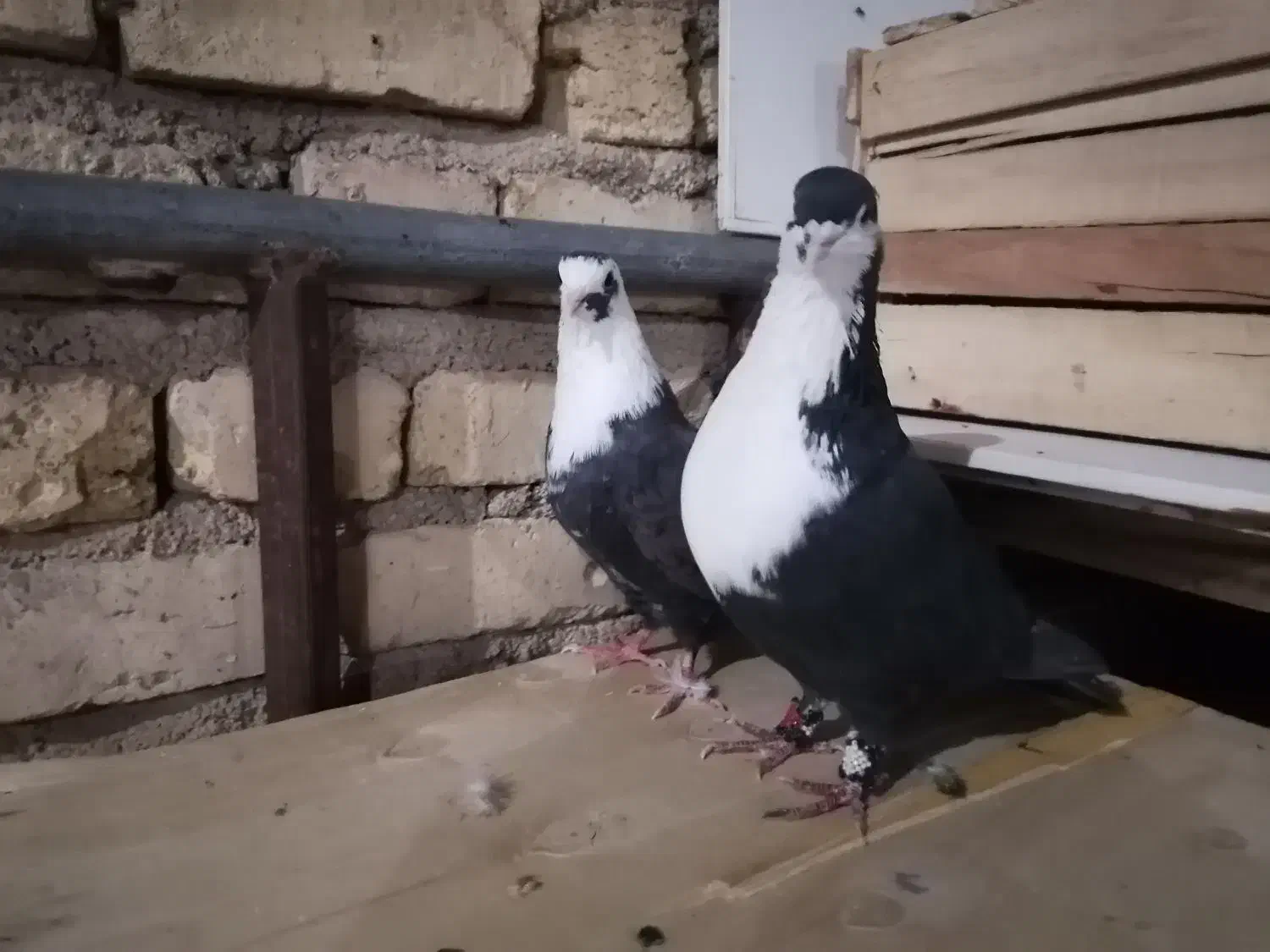 کبوتر کراواتی|پرنده|شیراز, نصر|دیوار