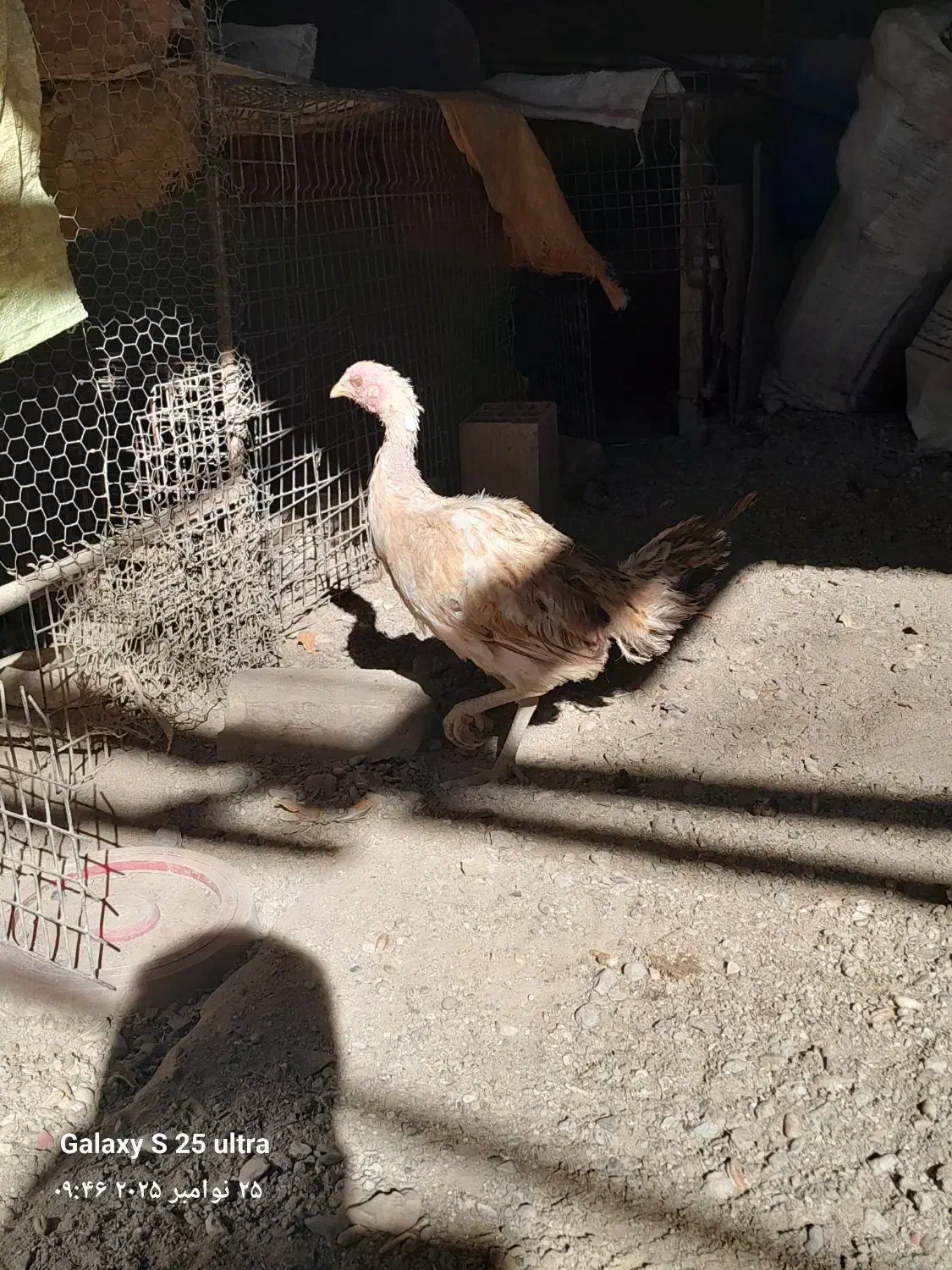 مرغ محلی|حیوانات مزرعه|بیرجند, |دیوار