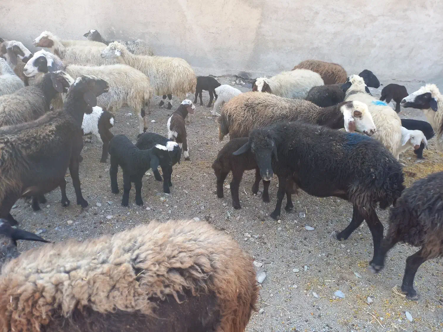 ۵۶راس میش کرد افشار|حیوانات مزرعه|آفتاب, |دیوار