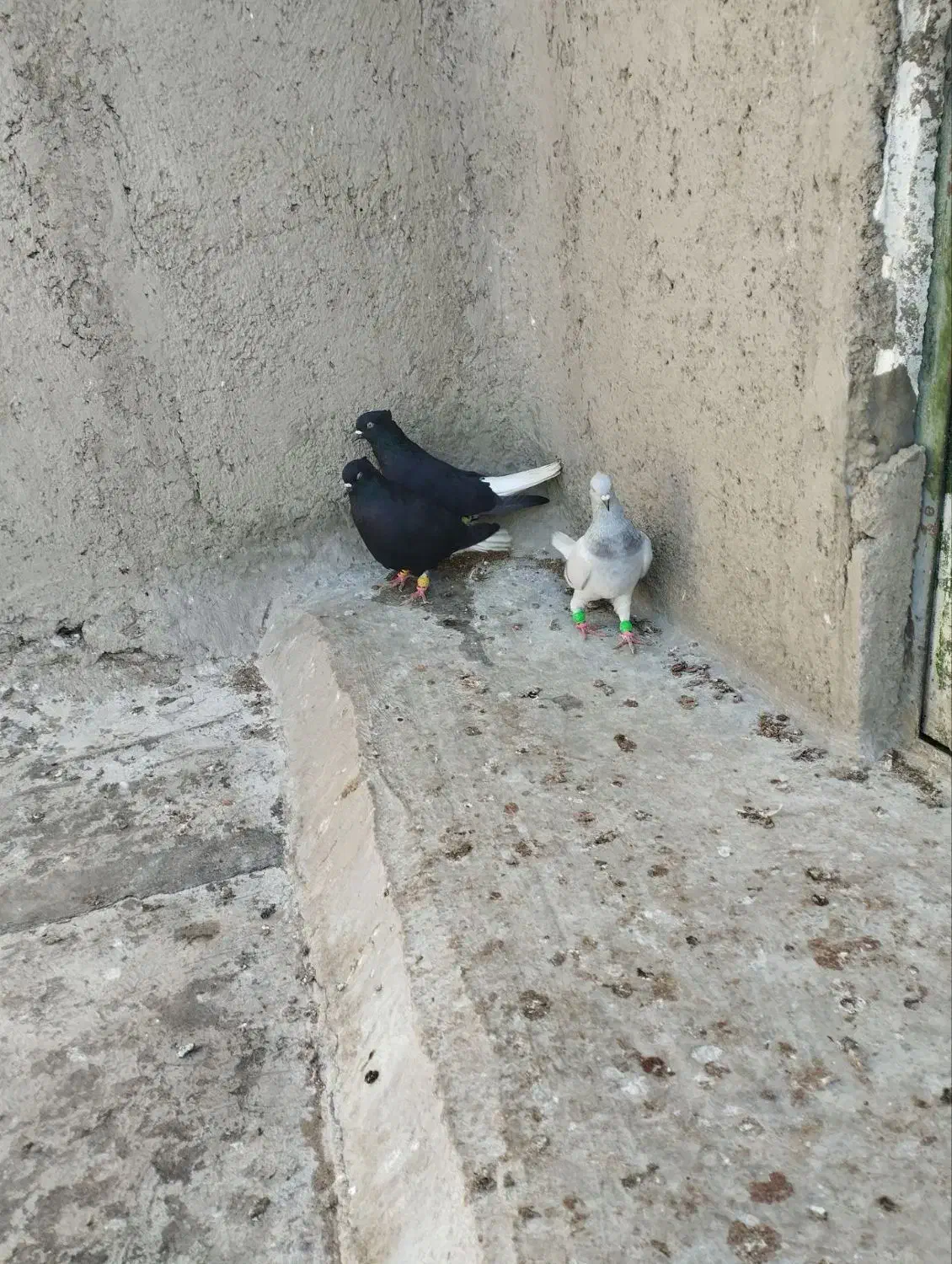 کبوتر رنگی|پرنده|بشاریات, |دیوار