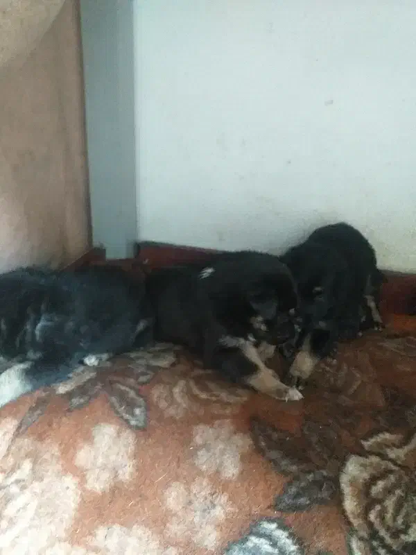 واگذاری توله سگ ژرمن چهار چشم|سگ|بندر انزلی, استادیوم|دیوار