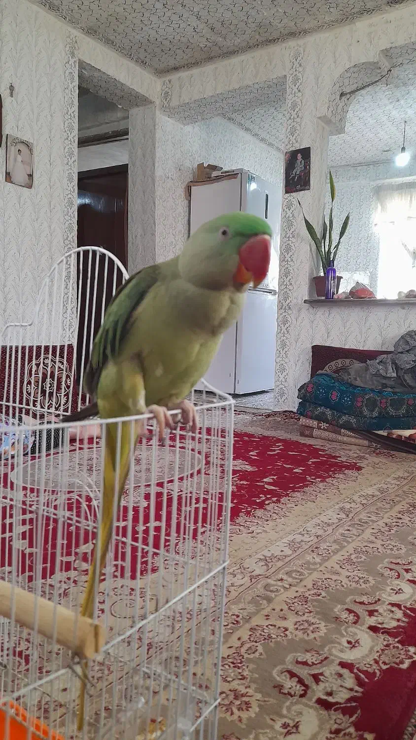 شاه طوطی رام|پرنده|اطاقور, |دیوار