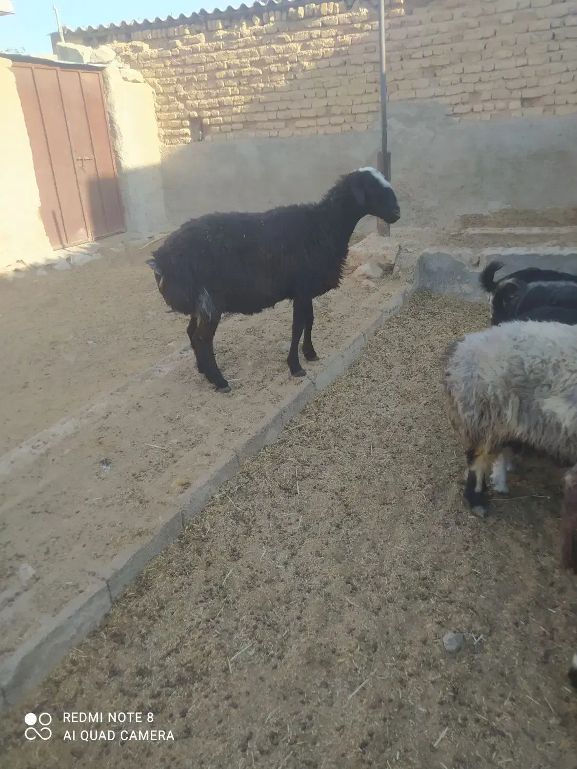 گوسفند|حیوانات مزرعه|رحمتآباد, |دیوار