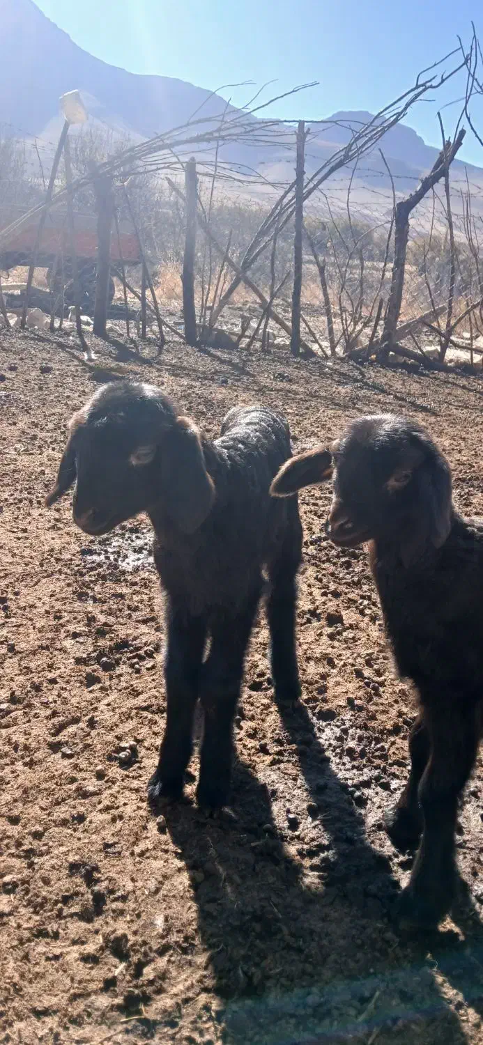 باعرض  سلام دوعدد بره ماده افشاری سالم وسرحال...|حیوانات مزرعه|هرسین, |دیوار