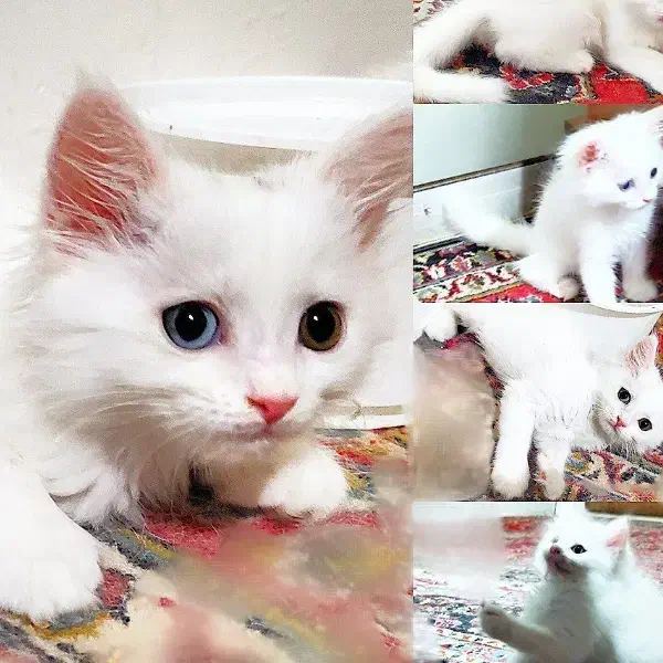 گربه پرشین|گربه|تبریز, |دیوار