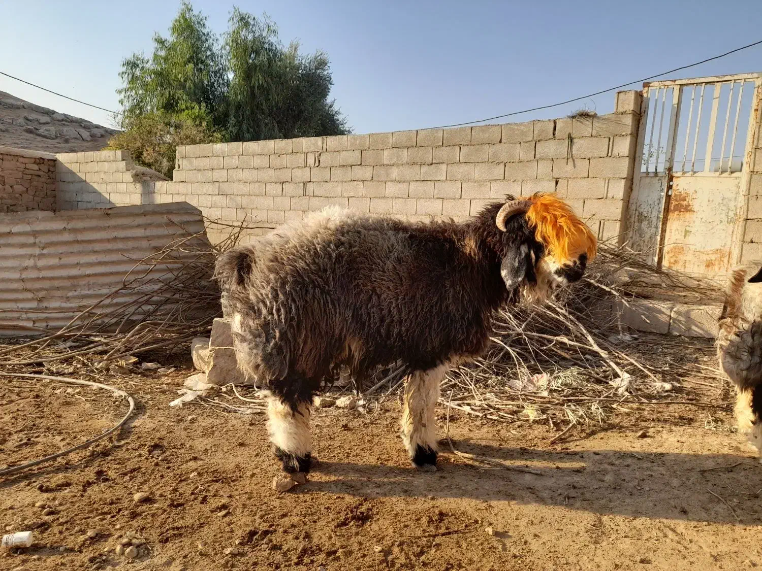 سه تا بر ه تخمی درجه یک|حیوانات مزرعه|مسجد سلیمان, |دیوار