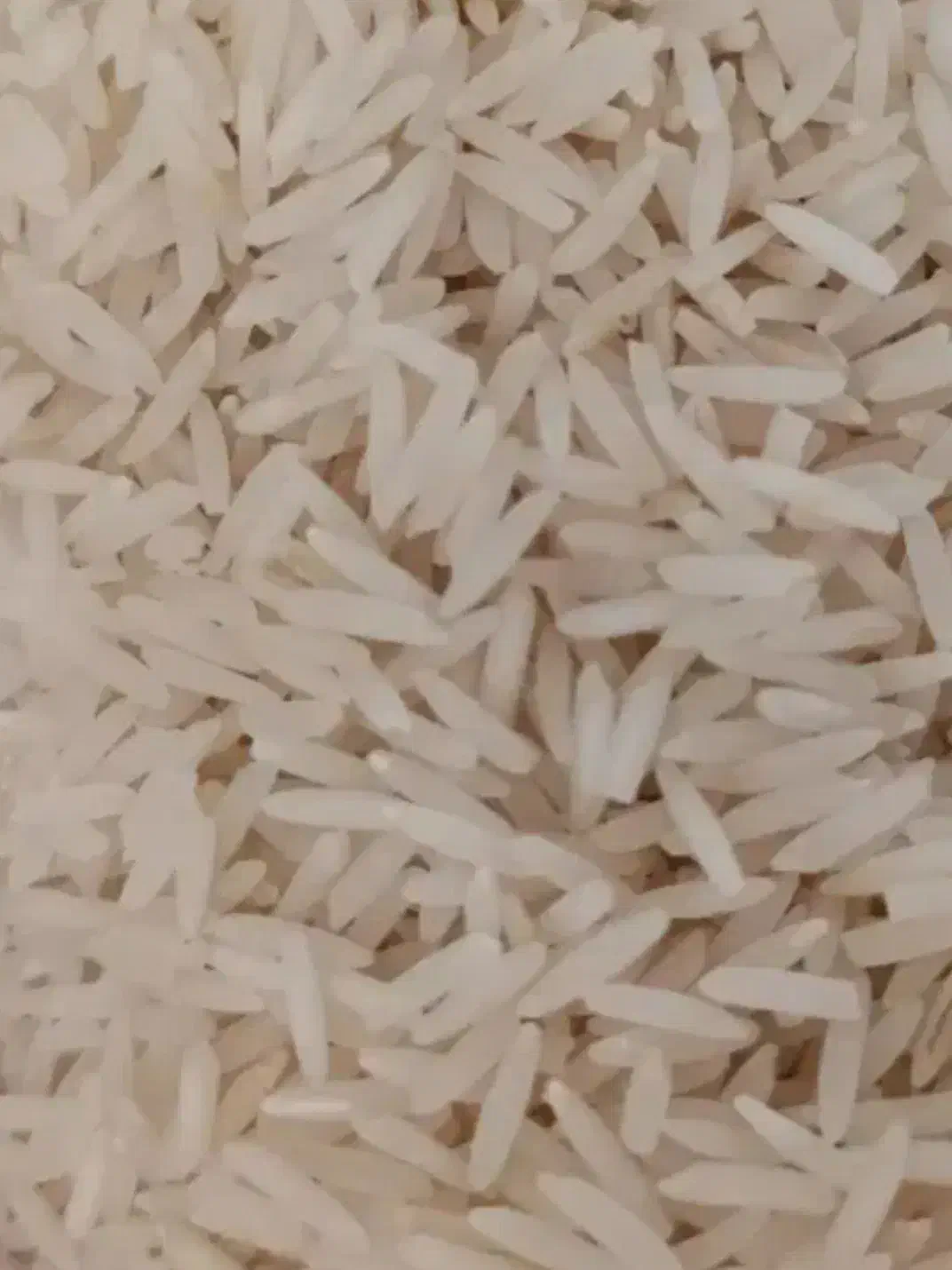 برنج طارم معطر شمال،برنج عنبر بو شیروان|خوردنی و آشامیدنی|ایوان, |دیوار