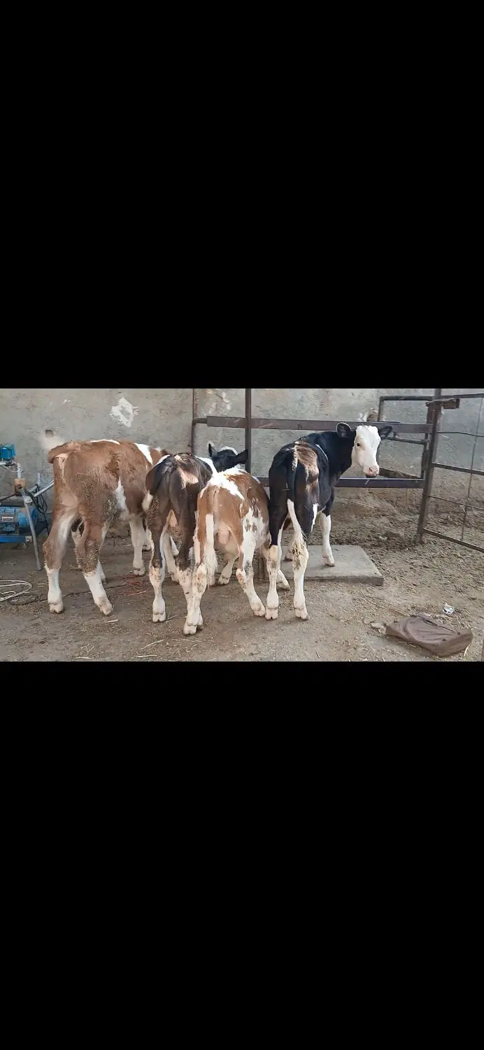 گوساله|حیوانات مزرعه|کرمانشاه, |دیوار