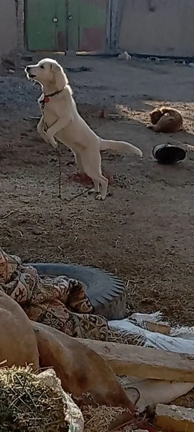 طوله پژدر|سگ|خنداب, |دیوار