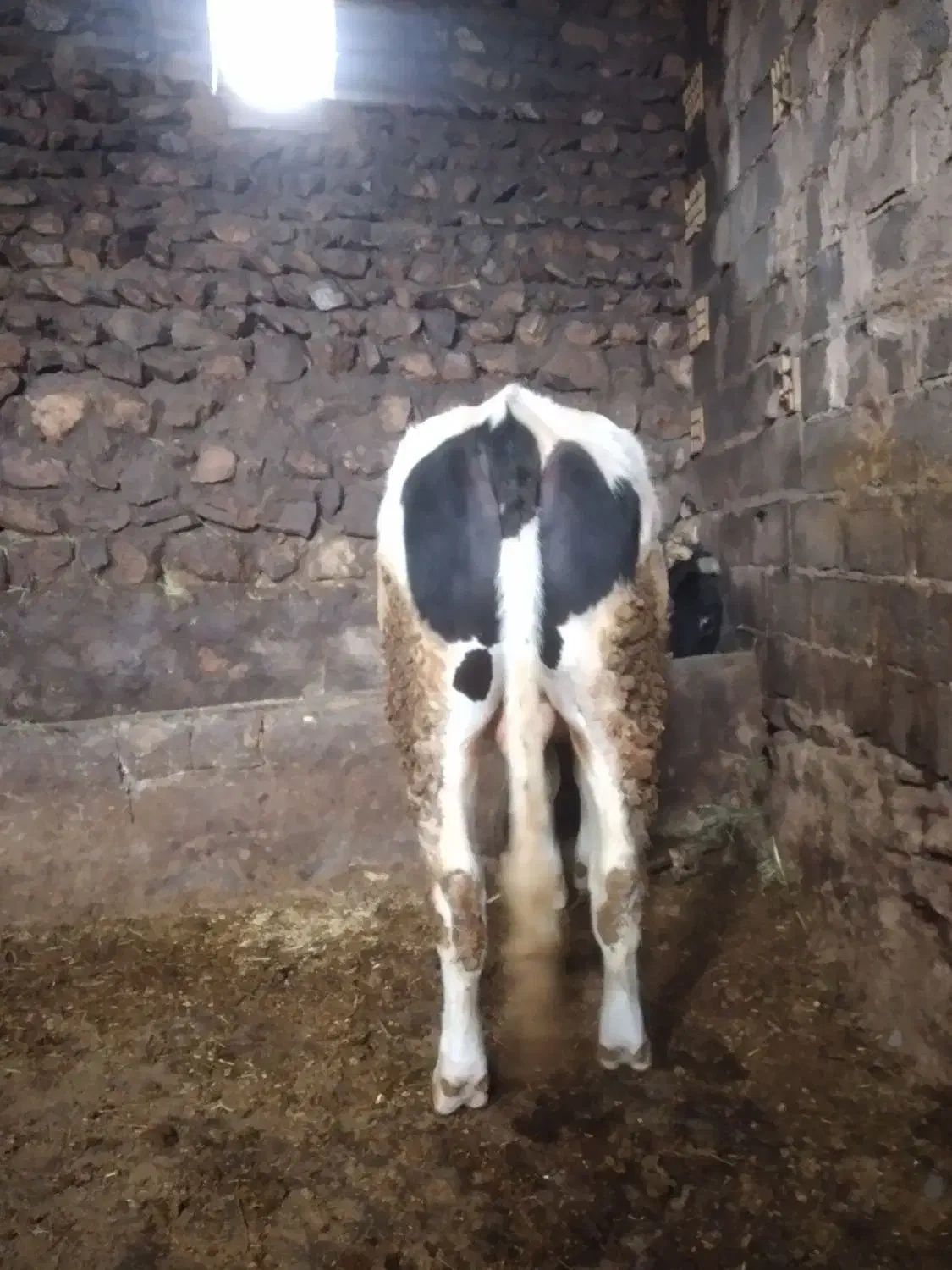 گاو نر وزن حدودا ۶۰۰|حیوانات مزرعه|چاراویماق, |دیوار