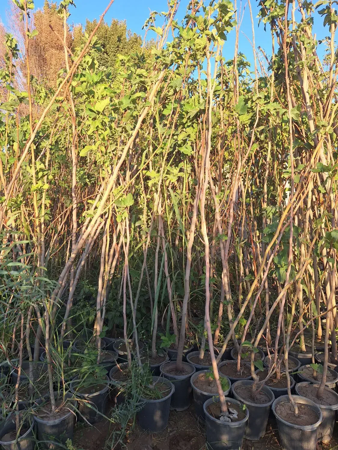 انجیر استهبان سیاه و سفید|خدمات باغبانی و درختکاری|فلاورجان, |دیوار