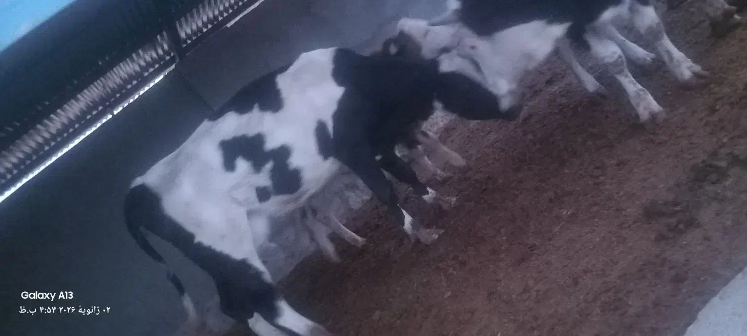 گاوشیری|حیوانات مزرعه|باشتین, |دیوار